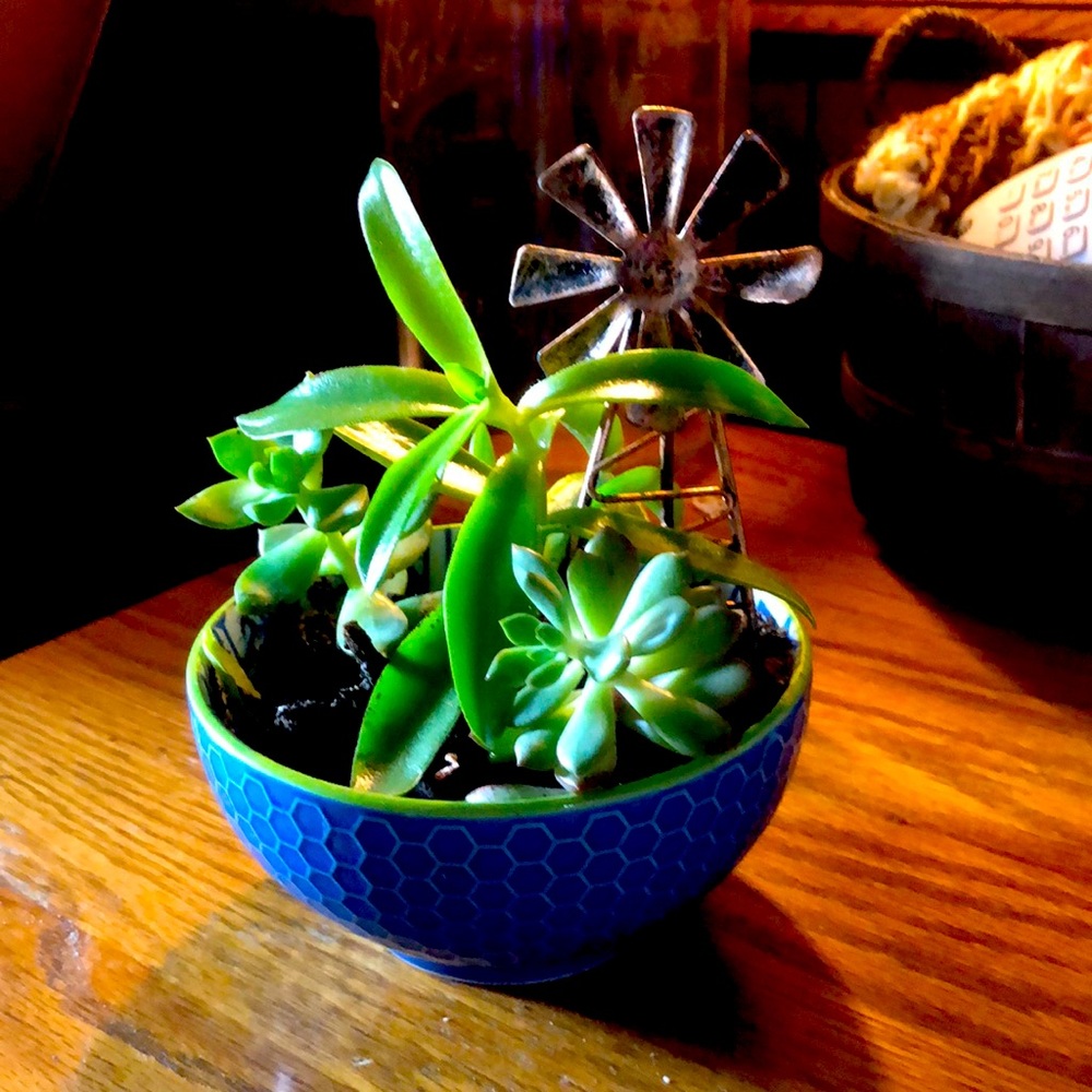 Succulents